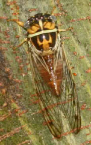 1-Cicada-DiceroproctaSpEitherDelicataOrAurantia.jpg
