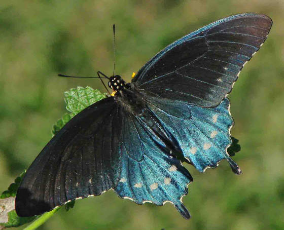 1-PipevineSwallowtail-5.jpg