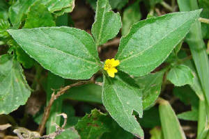 1-StragglerDaisy-1.jpg