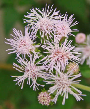 10-BlueBoneset-EupatoriumAzureum-3.jpg