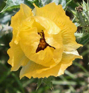 100-YellowPricklyPoppy-ArgemoneMexicana-2.jpg