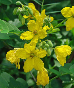 104-YellowSophora-SophoraTormentosa-3.jpg