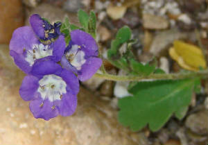 106-SandPhacelia-PhaceliaPatuliflora-1.jpg