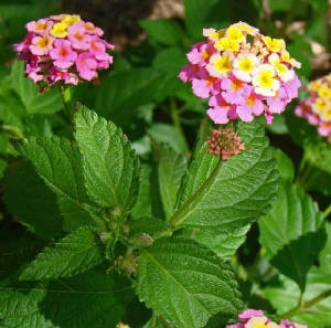 109-WestIndianLantana-LantanaCamara-2.jpg