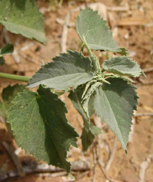 113-IndianMallow-AbutilonFruticosum-1.jpg