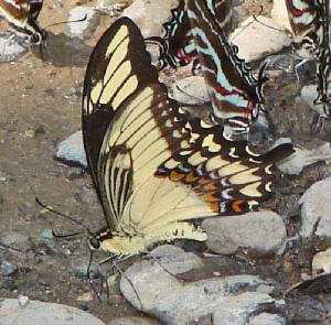 12-Broad-bandedSwallowtail-9.jpg