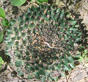 12-PincussionOrNippleCactus-MammillariaBeyderi-1.jpg
