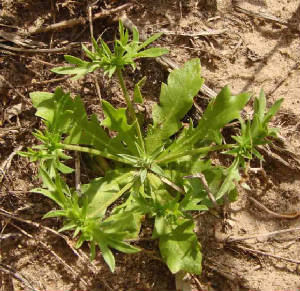 122-HierbaDelSapo-EryngiumNasturtifolium-1.jpg