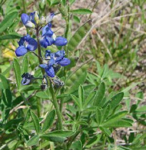 129-TexasBluebonnet-LupinusSubcarnosus-2.jpg