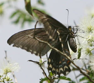 13-Broad-bandedSwallowtail-4.jpg