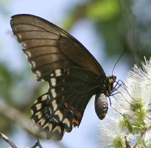 14-Broad-bandedSwallowtail-2.jpg