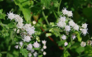 14-WhiteMistflower-EupatoriumIncarnatum-4.jpg