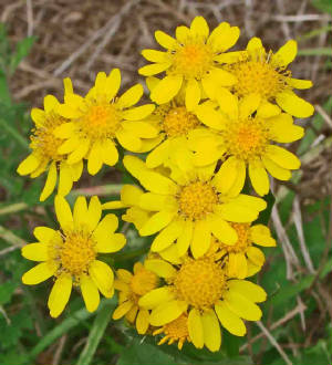 141-TexasRagwort-SenecioAmpullaceus-2.jpg