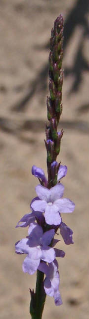 148-TexasVervain-VerbenaHalei-2.jpg