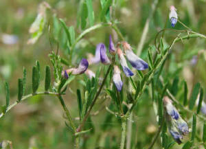 Vicia Ludoviciana