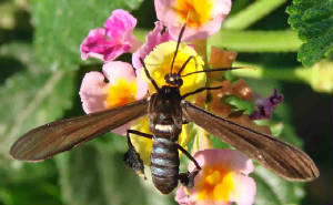 15-TexasWasp-moth-1.jpg