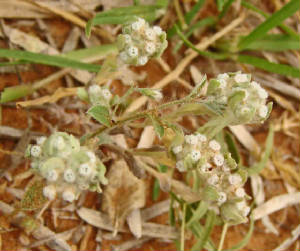 156-SpringPygmycudweed-EvaxVerna-1.jpg