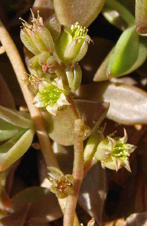 17-Stonecrop-SedumTexanum-3.jpg