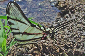 2-MexicanKite-Swallowtail-EurytidesEEpidaus-1.jpg