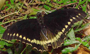 2-PolydamasSwallowtail-2.jpg
