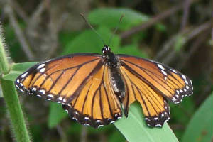 cotytto clearwing pteronymia cotytto