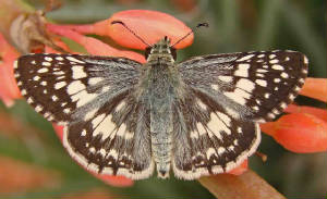 24-Common-WhiteCheckeredSkipper-Day-30.jpg