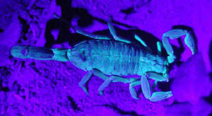27-StripedBarkScorpion-CentruroidesVittatus-1.jpg