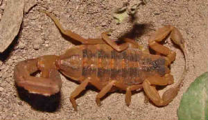 28-StripedBarkScorpion-CentruroidesVittatus-2.jpg