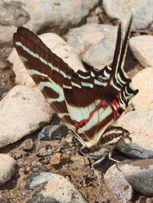 3-DarkKite-Swallowtail-EurytidesPhilolaus6.jpg