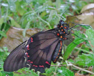 3-PolydamasSwallowtail-1.jpg