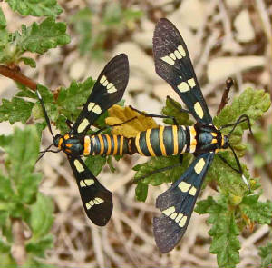 30-Black-bandedWasp-Moth-1.jpg
