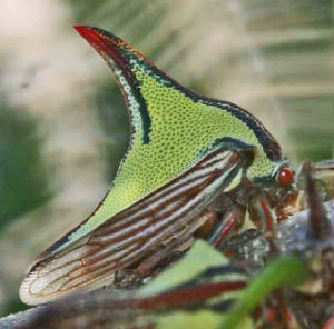33-ThornTreehopper-UmboniaCrassicornis-2.jpg