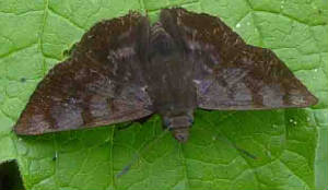 34-GlazedPellicia.jpg