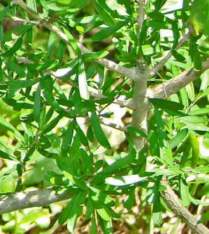 36-Elbowbush-ForestieraAngustifolia-2.jpg