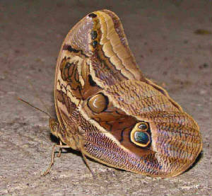 38-Double-spottedOwl-Butterfly-EryphanisAAesacus.jpg