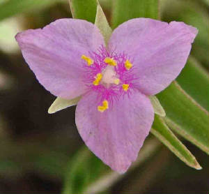 40-Little-flowerSpiderwort-TradescantiaMicrantha-2.jpg
