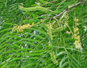 45-HoneyMesquite-ProsopisGlandulosa-1.jpg