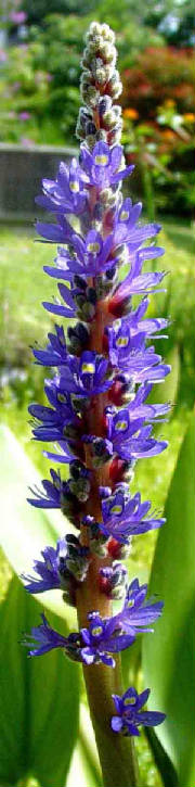 48-PickerelWeed-PontederiaCordata-1.jpg