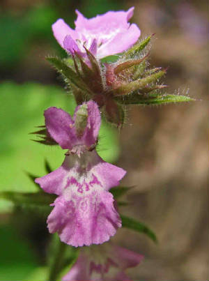 49-PinkMint-StachysDrummondii.jpg