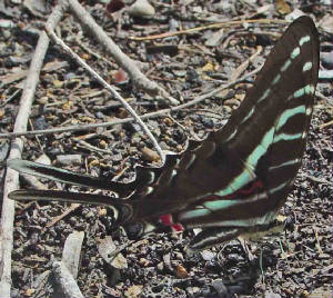 5-DarkKite-Swallowtail-1.jpg
