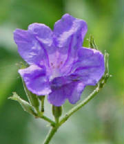 54-Ruellia-RuelliaSp-2.jpg