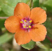 60-ScarletPimpernel-AnagallisArvensis-3.jpg