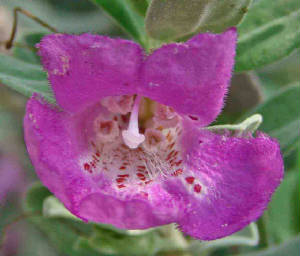 61-PurpleSage-Cenizo-LeucophyllumFrutescens-2.jpg