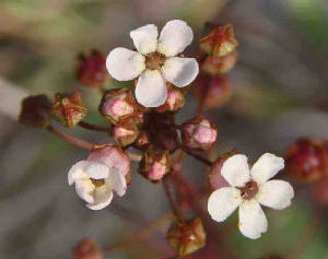 61-SeaBeachPimpernel-SamolusEbracteatus-2.jpg