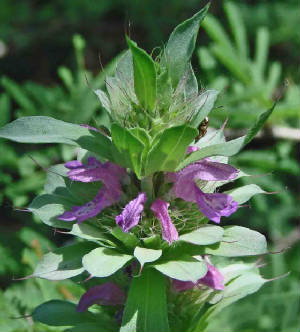 65-Self-heal-PrunellaVulgaris-1.jpg