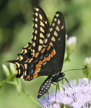 7-BlackSwallowtail-8.jpg