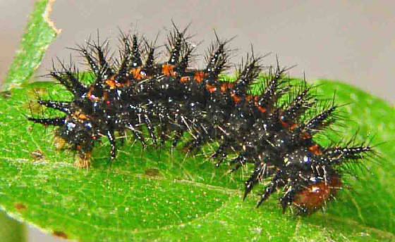 7-BorderedPatchChrysalisDay-26.jpg