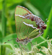 7-Silver-bandedHairstreak-11.jpg
