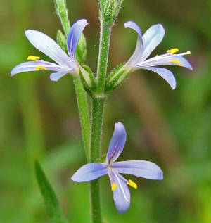 70-SmallflowerWrightwort-CarlowrightiaParviflora-1.jpg