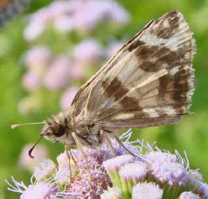71-East-MexicanWhite-Skipper.jpg